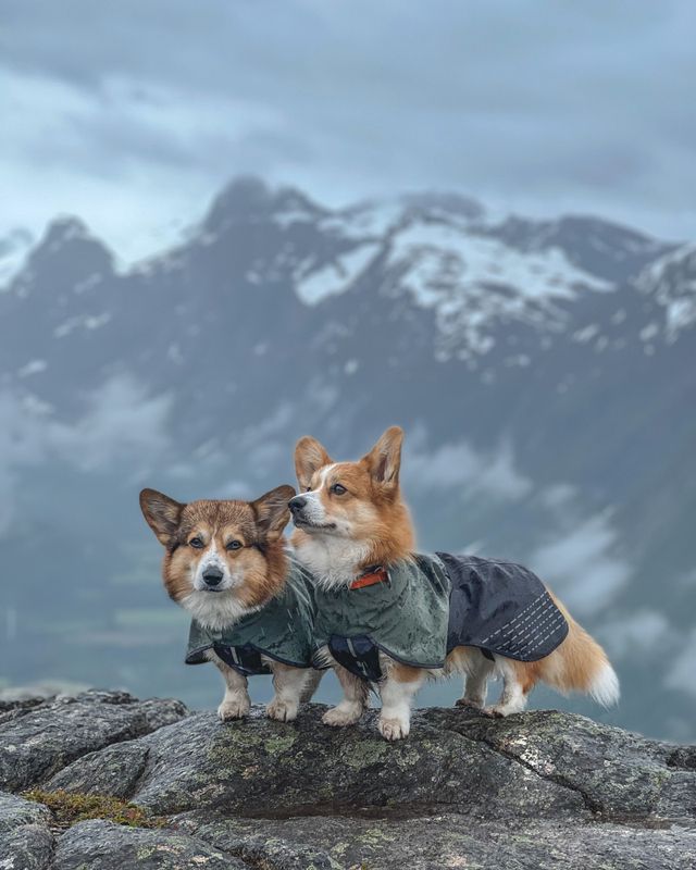 Non-stop dogwear Fjord raincoat dekken