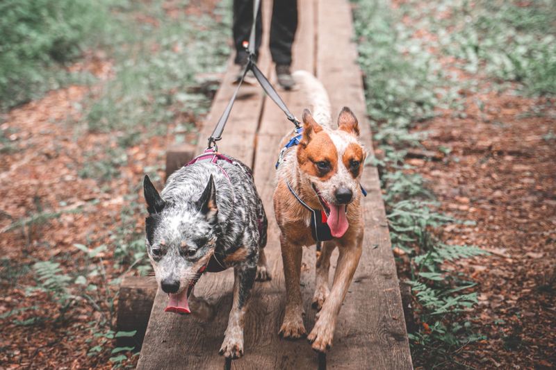 Non-stop dogwear Touring double kobling til Y-bånd