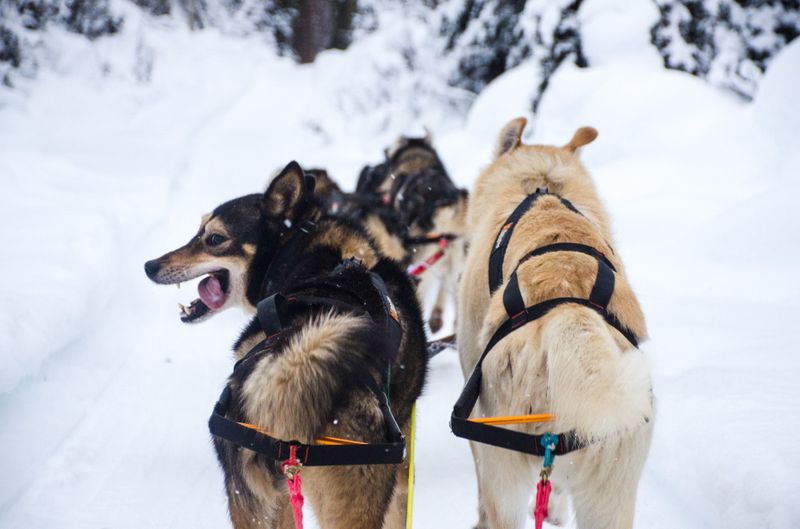 Non-stop dogwear Nansen stick harness