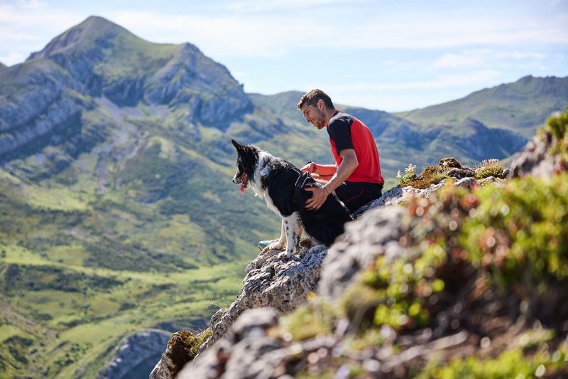 Non-stop dogwear Rock harness