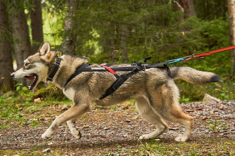 Non-stop dogwear Freemotion harness sele