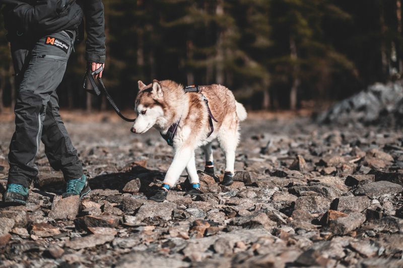 Non-stop dogwear Protector bootie potesokk