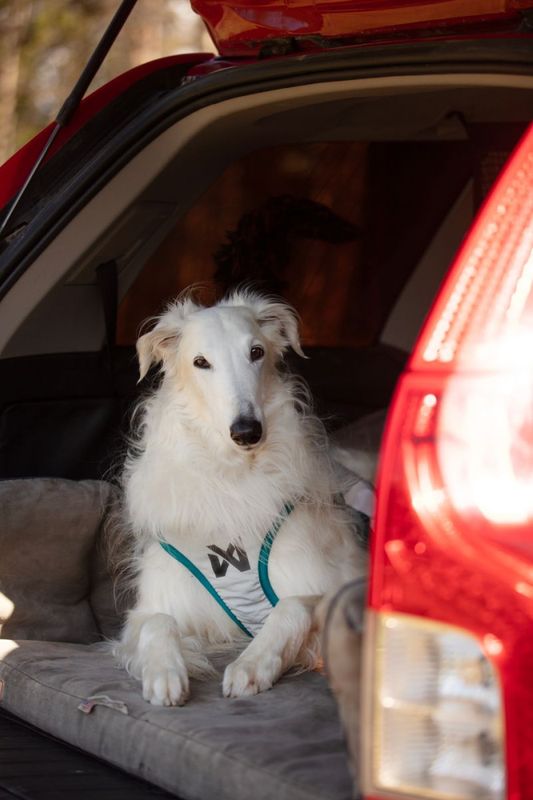 Non-stop dogwear Cooling vest