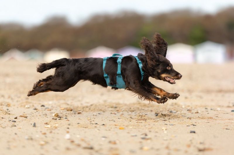 Non-stop dogwear Ramble harness long