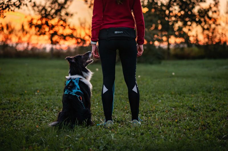 Non-stop dogwear Rush belt one size
