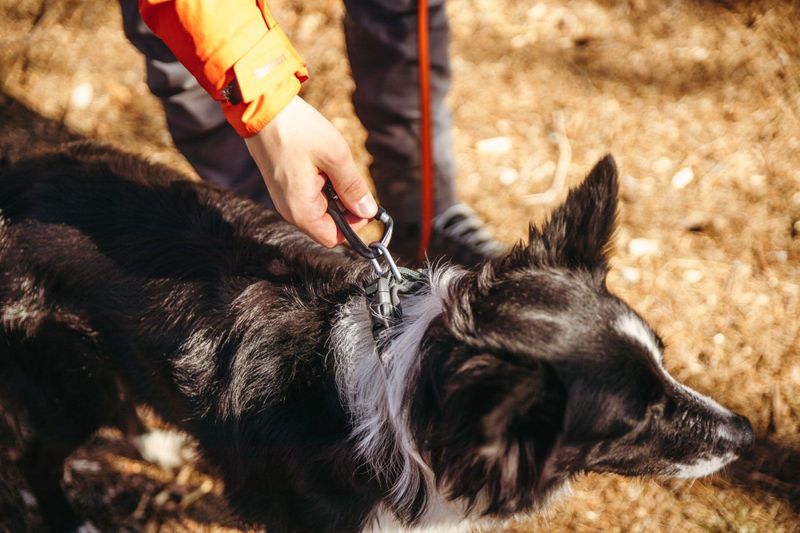 Non-stop dogwear Roam collar