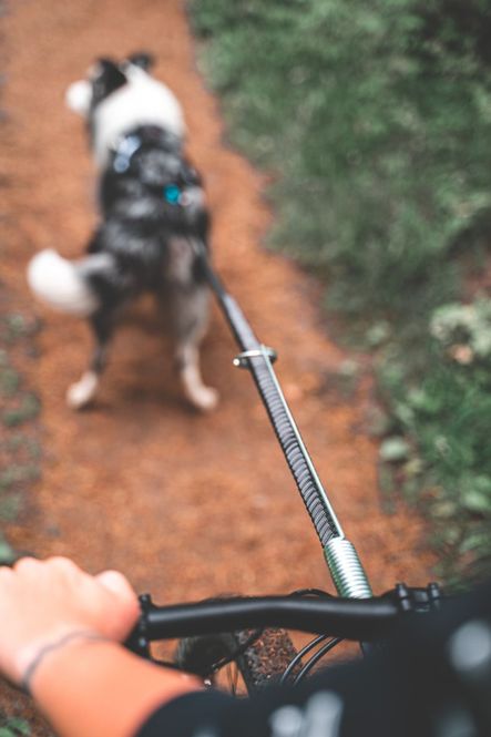 Hovedbilde Non-stop dogwear Bike antenna