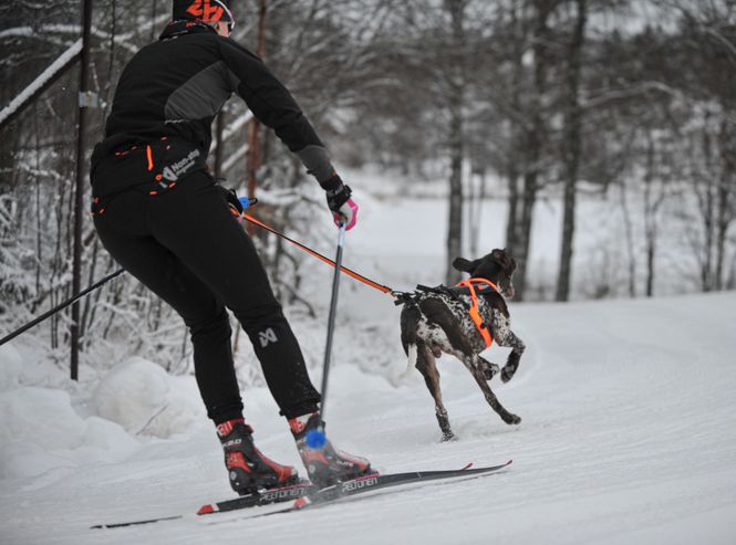 Hovedbilde Non-stop dogwear Løype belt pro