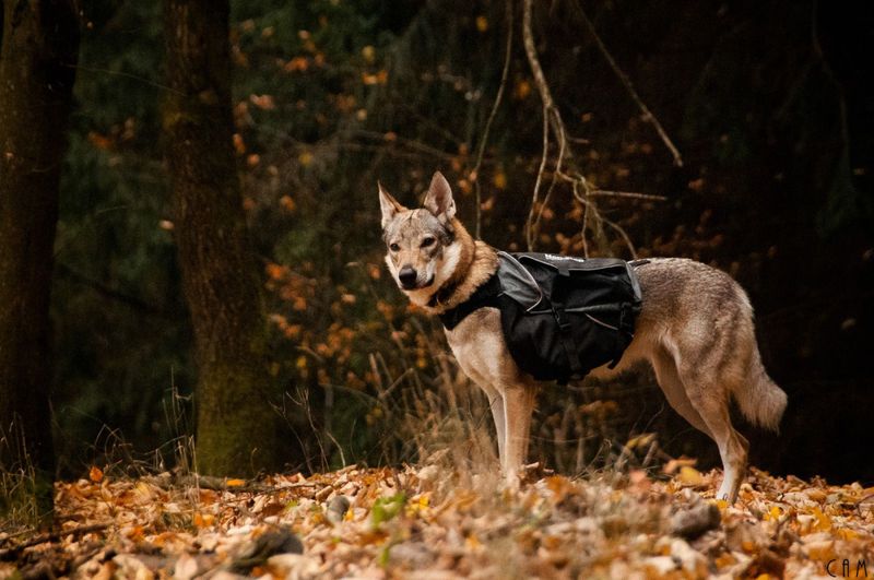 Non-stop dogwear Amundsen pack