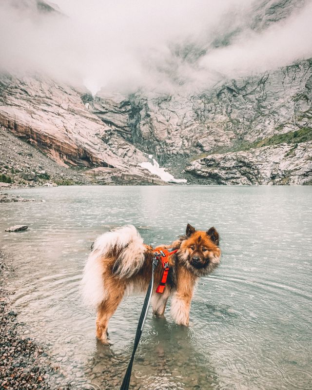 Non-stop dogwear Strong leash