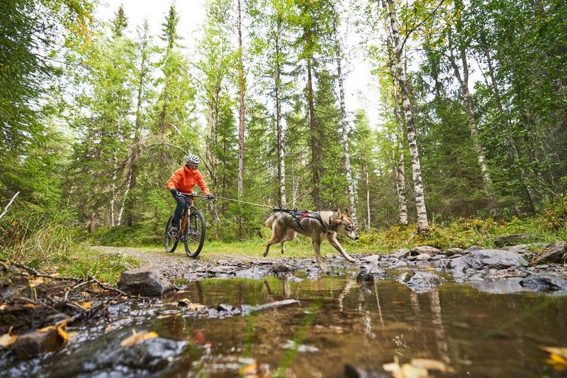 Non-stop dogwear Bike antenna KLICKfix